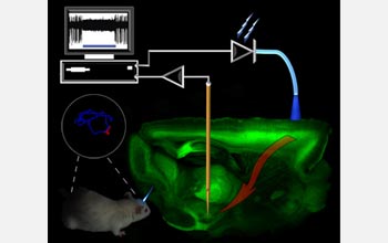 Illustration showing how light-activated proteins and fiberoptics helps Parkinsonian animals.