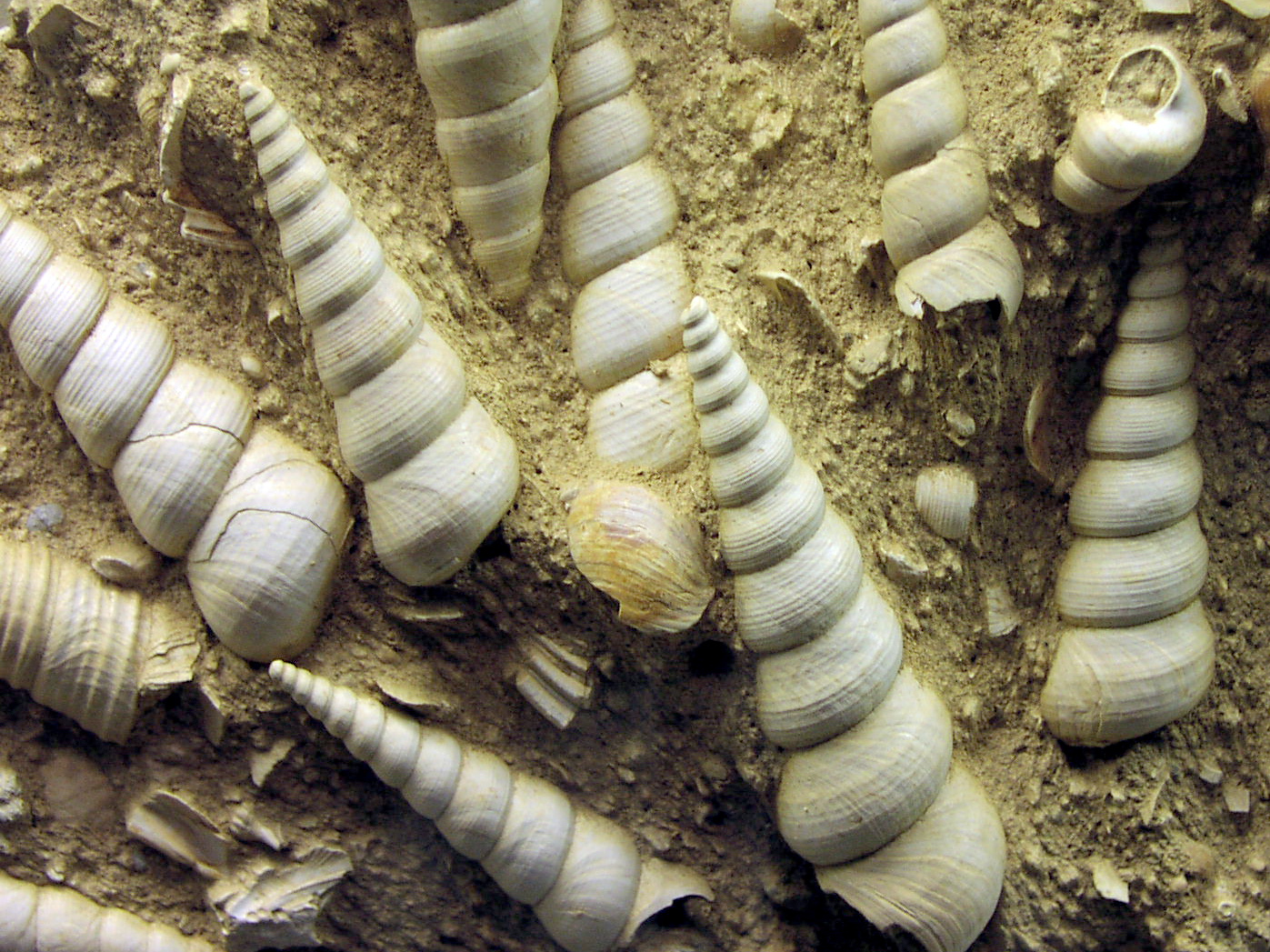 Моллюски в почве. Брюхоногие моллюски окаменелости. Окаменелости аммониты и белемниты. Ископаемые брюхоногие моллюски. Гастроподы окаменелые.