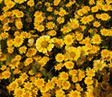 Photo of the bright yellow flowers of Burke's goldfields, found only in California's vernal pools.