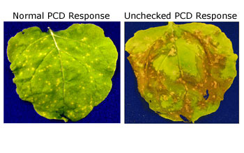Leaf damage from uncontrolled PCD