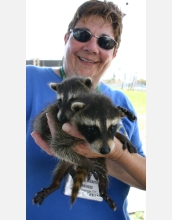 A Bay Area Disaster Animal Response Team (DART) member cares for two orphaned racoons.