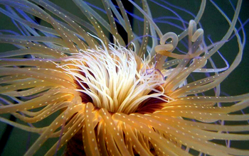 <em>Pachycerianthus magnus</em> tube anemone