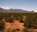 Santa Rita Experimental Range, outside Tuscon, Arizona