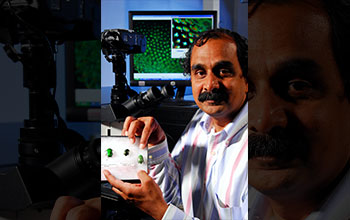 Professor Mohan Srinivasarao points to the jeweled beetle