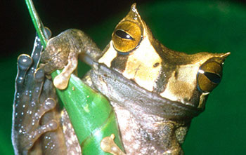 A horned marsupial frog (</em>Gastrotheca cornuta</em>)