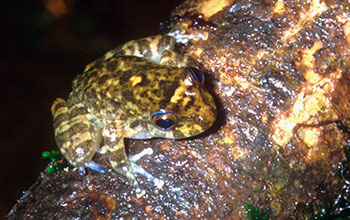 A Bob's robber frog (<em>Craugastor punctariolus</em>)