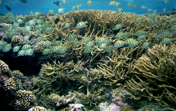 Reef-building corals