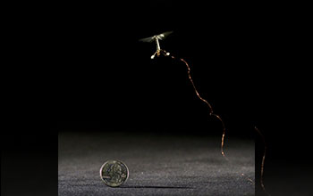 First controlled flight of RoboBee