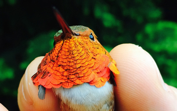 Rufous hummingbird