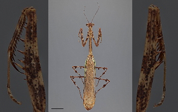 Male <em>Alangularis multilobate</em> praying mantis