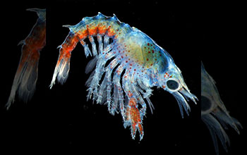A live, three-week-old lobster specimen