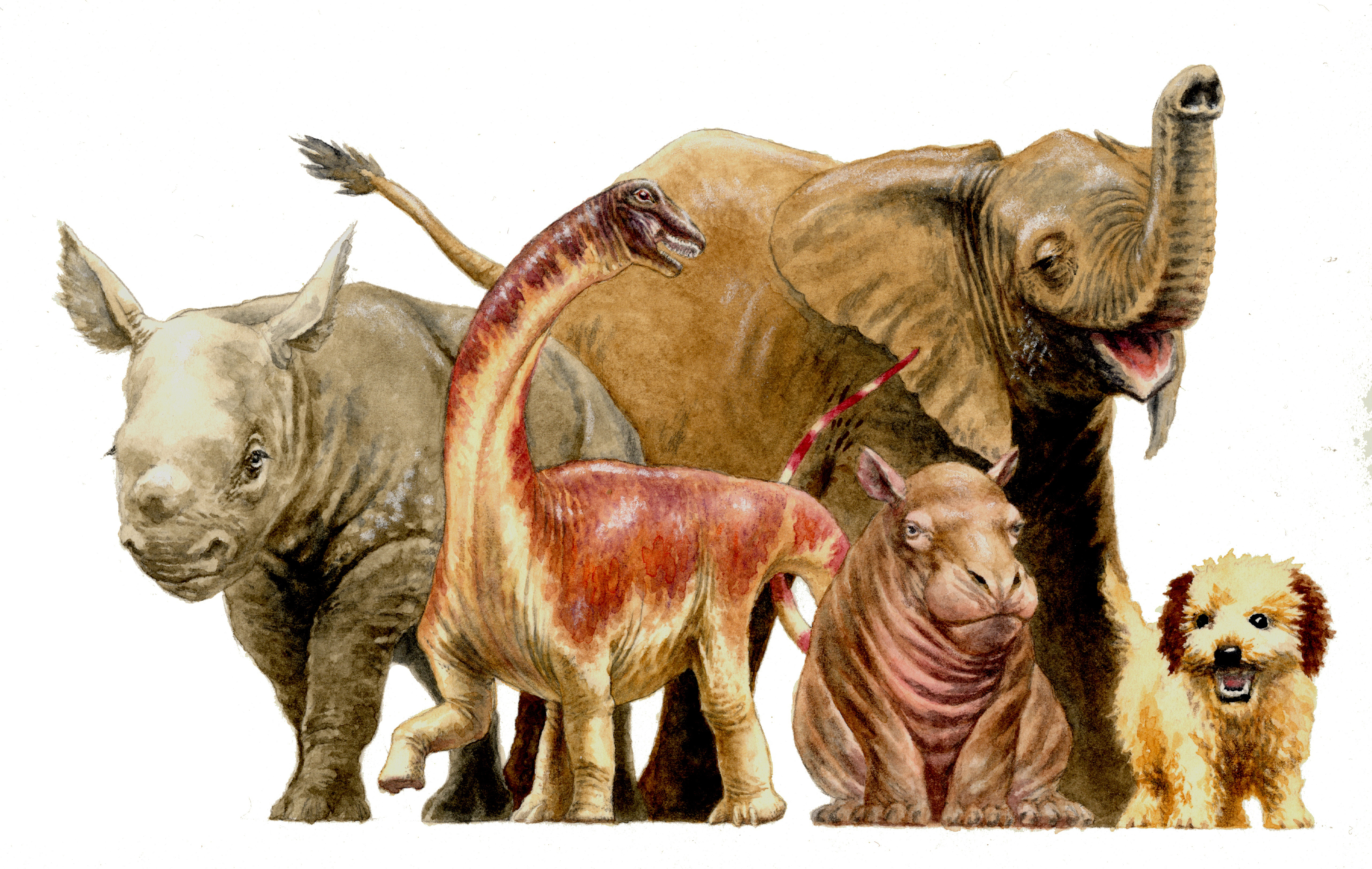 Название древнего животного. Динозавры и доисторические животные. Динозавры и современные животные. Животные в древности. Древние и современные животные.