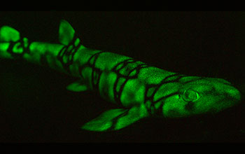 A biofluorescent chain catshark (<em>Scyliorhinus rotifer</em>)