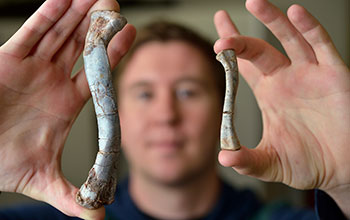 Geosciences master’s student Christopher Griffin holds two differently sized upper leg bones of the species <em>Asilisaurus kongwe</em>