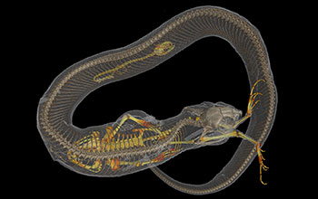 CT scan of Eastern hognose snake showing its last meal