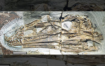 The long and narrow skull of <em>Caihong juji</em>