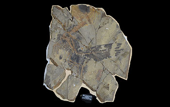 Slab of rock containing the fossil of <em>Caihong juji</em>