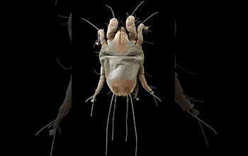 SEM image of an American house dust mite (<em>Dermatophagoides farina</em>)