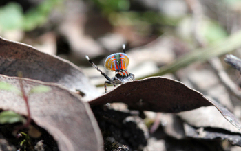 Male <em>Maratus volans</em> jumping spider