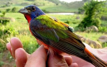 Adult male painted bunting