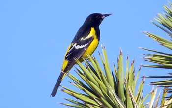 Scott's oriole