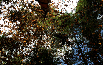 Hundreds of monarchs in flight