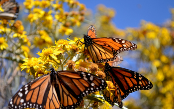 Close up of monarchs