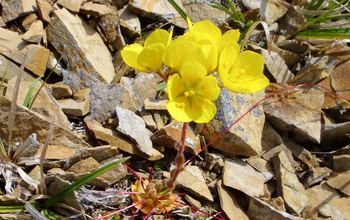 Whiplash saxifrage (<em>Saxifraga flagellaris</em>)