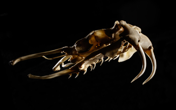 Skull of a puff adder showing hinged jaws