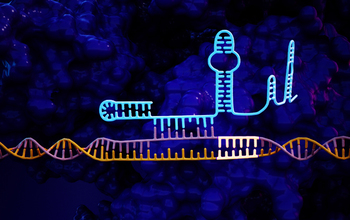 CRISPR/Cas9 genetic sequence with a 'hairpin' lock