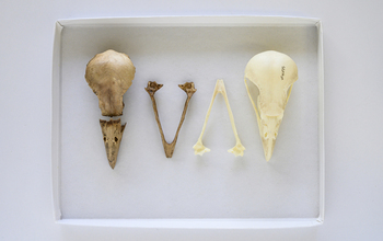Skull of <em>Caracara creightoni</em> and <em>Caracara cheriway</em>