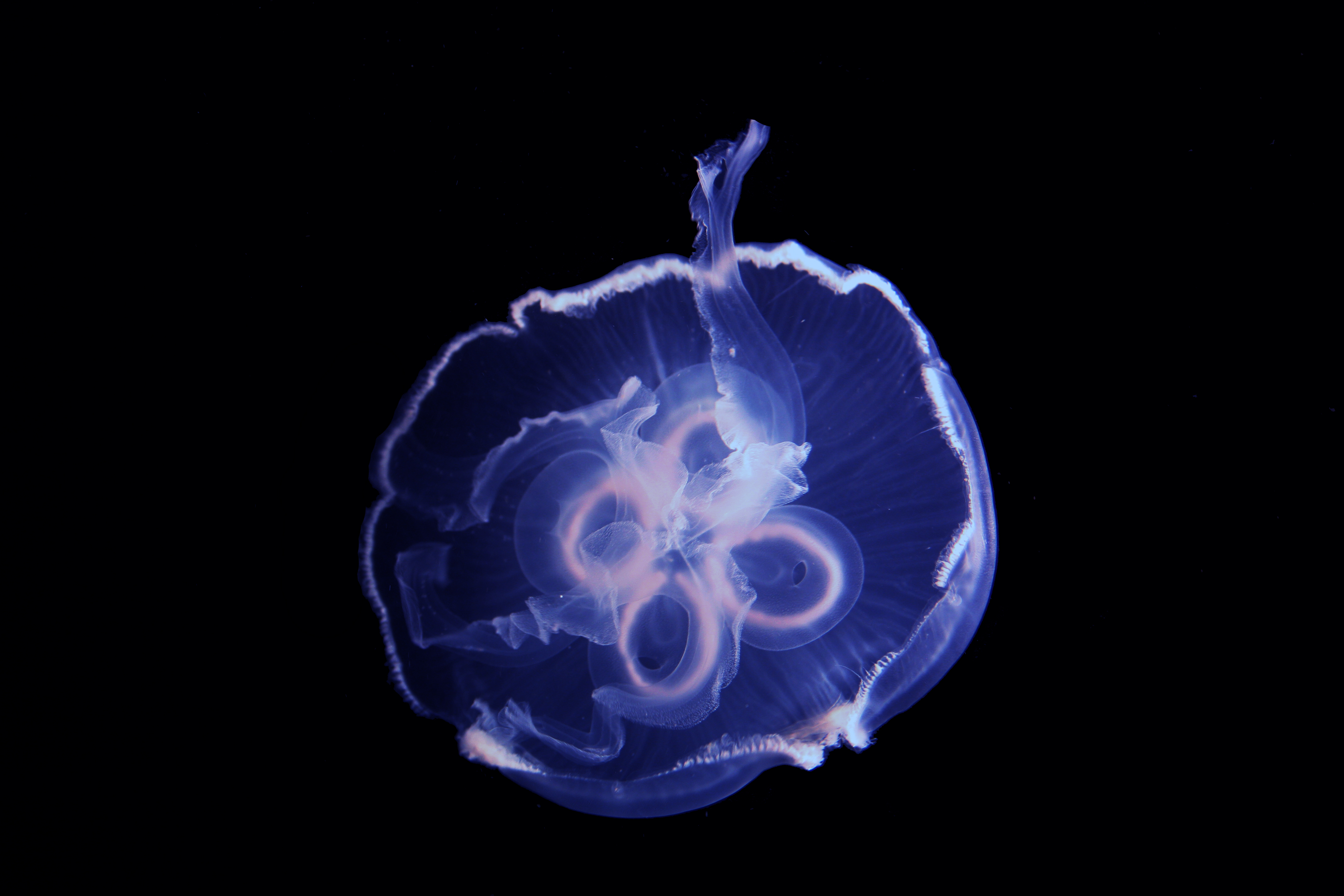 Moon Jellyfish - vic high