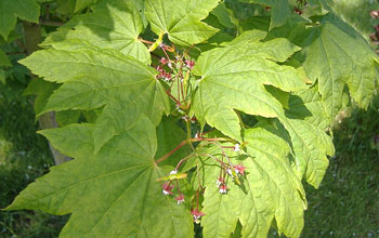 Photo of Vine Maple leaves and flowers.