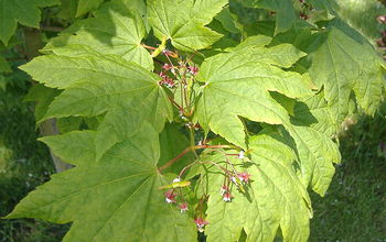 MacroSystems Biology and Early NEON Science investigators are tracking plants' flowering timing.