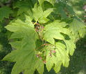 MacroSystems Biology and Early NEON Science investigators are tracking plants' flowering timing.