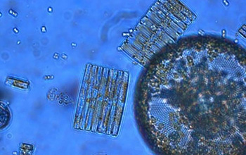 A mosaic of phytoplankton species from the Southern Ocean.