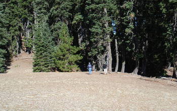 A forest with barren acidic areas.