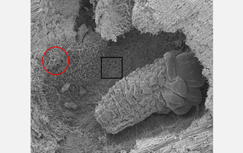 southern pine beetle larva surrounded by bacteria and fungus.