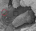 southern pine beetle larva surrounded by bacteria and fungus.