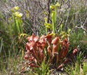 Photo of S. purpurea and S. flava in northern Florida.