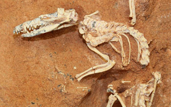 Photo of a Cretaceous-age mammal scheleton uncovered in the Gobi Desert.