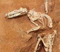 Photo of a Cretaceous-age mammal scheleton uncovered in the Gobi Desert.