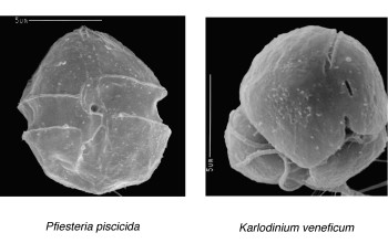 Scientists have developed a new way of looking at the plankton that cause red tides and fish kills.