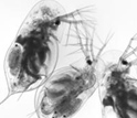 On left are two infected and one uninfected Daphnia, on right are fungal spores inside a Daphnia.