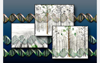 NSF made 19 new plant genome awards in 2005