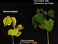 bacterium that produces the antibiotic phazolicin forms nodules on bean plant roots