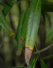 Photo of a bay leaf affected by plant disease.