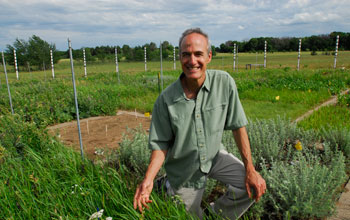 Photo of scientist Peter Reich conducting an experiment at the Cedar Creek LTER site.