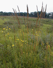 Photo of Indian Grass and other prairie plants at Cedar Creek.