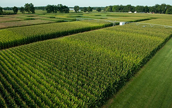 rows of corn